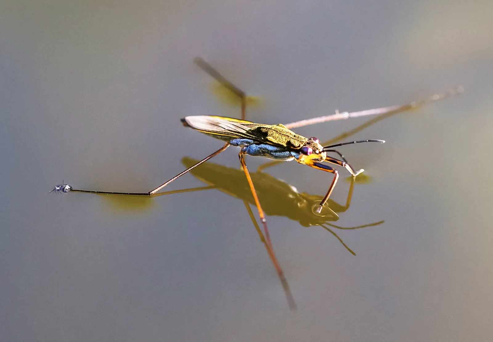 Water strider — the inspiration for Gerridae VTOL