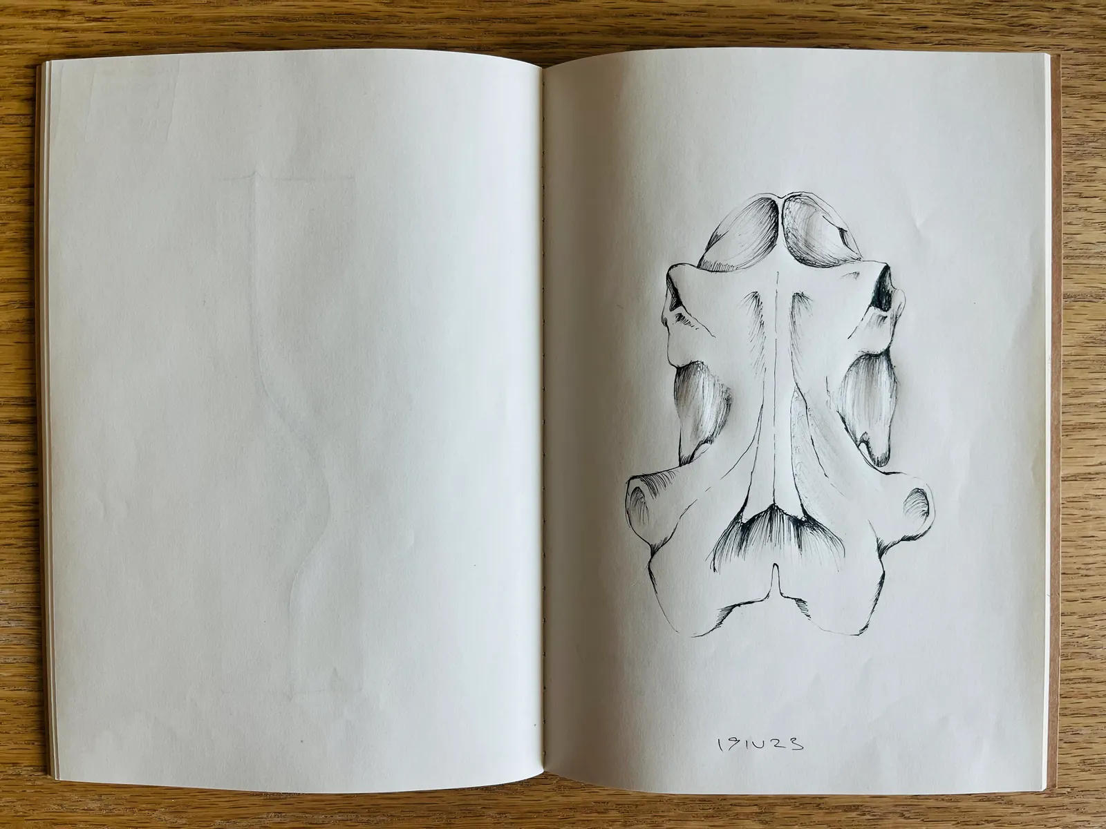 Sketchbook study: hippo skull